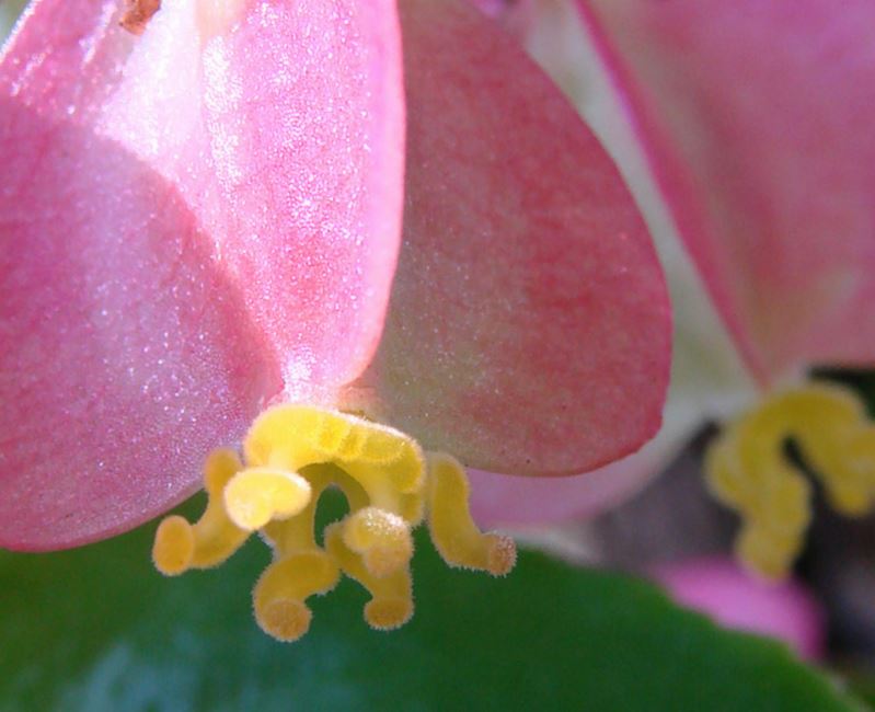 B. ‘Linda’